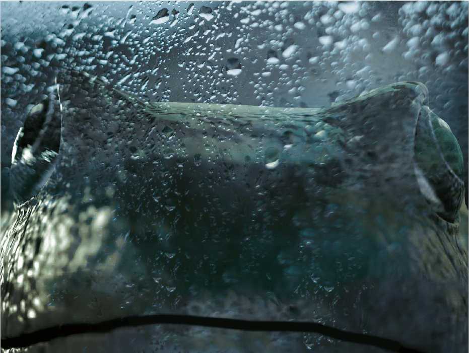 Zomeravond: Rain